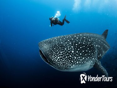 Experience Swimming with Whale Sharks and Island Hopping to Sumilon!