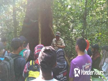 Forest Research Institute Malaysia (FRIM) Nature Trekking from Kuala Lumpur