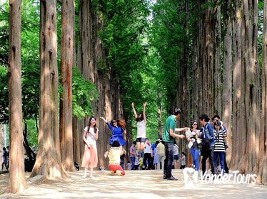 Full Day Nami Island and Petite France Tour from Seoul