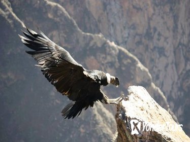 Full Day Trip to Colca Canyon from Arequipa