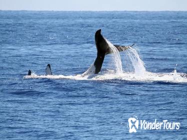 Full Day Whale Watching Tour in Hermanus from Cape Town