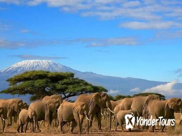 Full-Day Amboseli National Park Tour from Nairobi with Lunch
