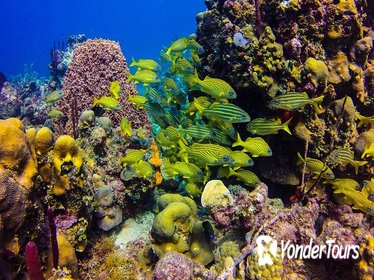 Full-Day Catalina Island Scuba Diving Tour from Punta Cana