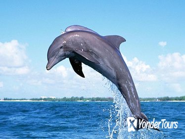 Full-Day Dolphin Watching Cruise in Mauritius