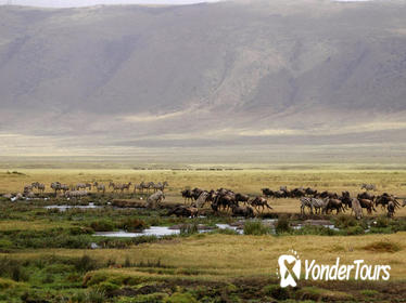 Full-Day Ngorongoro Crater Tour from Arusha