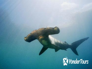 Full-Day Scuba Dive Charter: Hammerhead Experience from Warkworth