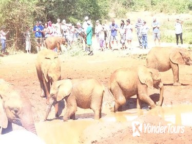 Full-Day Tour of Nairobi Animal Orphanage, Elephant and Giraffe Centers