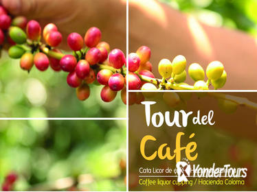 Full-Day Tour: Coffee Plantation -Hacienda Coloma- from Bogota