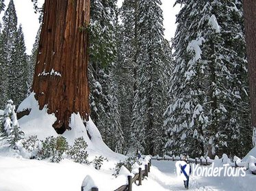 Giant Sequoia Grove Hike or Snowshoe
