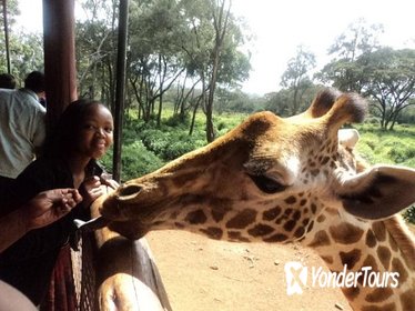 Giraffe Center and Elephant Orphanage Tour from Nairobi
