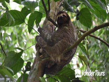 Guided Full-day Walking Rainforest Adventure with Lunch