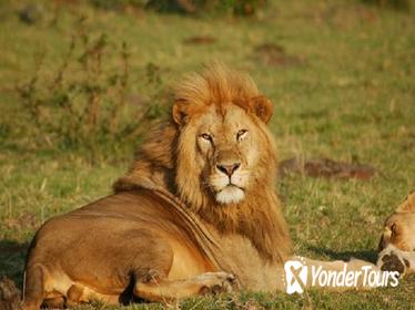 Half-Day Nairobi National Park Guided Tour with Lunch