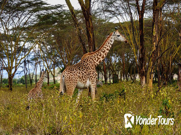 Hell's Gate National Park Walking Tour with Elsamere Conservation Park Visit from Nairobi