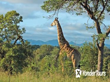 Hluhluwe Game Reserve Safari