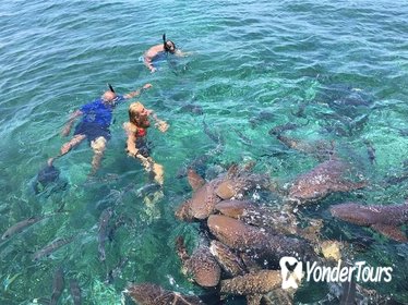 Hol Chan Marine Reserve and Shark Ray Alley Snorkeling Tour