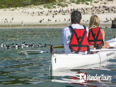Kayak Trip to the Boulders Penguins from Simon's Town