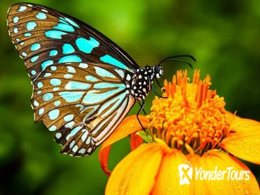 Kuala Lumpur Nature Tour: Orchid Garden, Butterfly Park and Bird Park