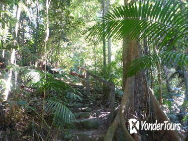 Kuranda Guided Interpretive Rainforest Walk Including Refreshments