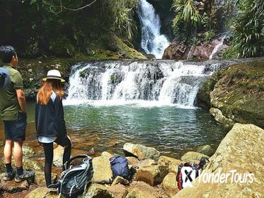 Lamington National Park Hiking Tour from the Gold Coast: Picnic Rock or Box Forest Falls