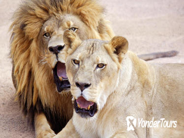 Lion Habitat Ranch: General Admission with Optional Behind-the-Scenes Tour