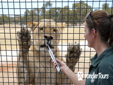 Lions 360 Experience and a Day at Monarto Zoo