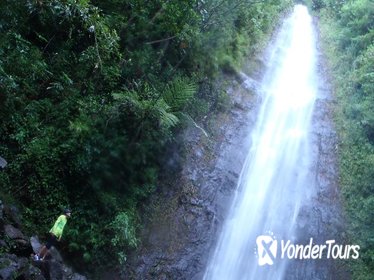 Manoa Waterfalls Run and Hike Tour