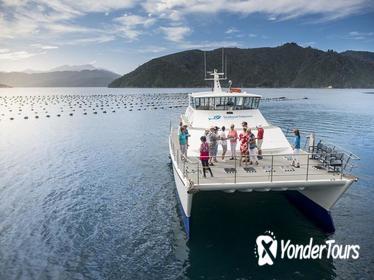 Marlborough Sounds Seafood Cruise from Picton