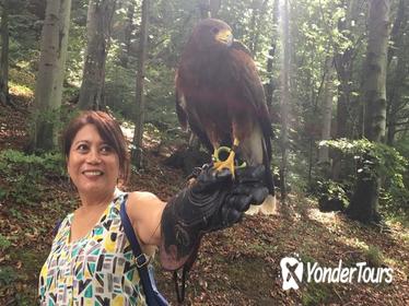 Medvednica Falconry Tour from Zagreb