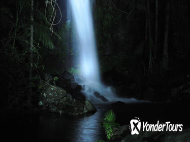 Mt Tamborine National Park 4WD Nocturnal Rainforest and Glow Worm Tour