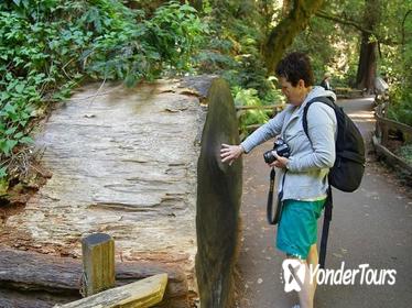 Nature Lover's Experience: California's Redwoods with Aquarium Visit