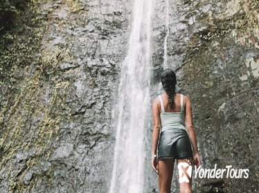 Oahu Waterfall and Rainforest Hike
