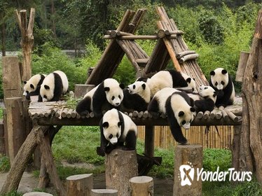 One-Day Tour: Chengdu Panda Base and Cooking Class