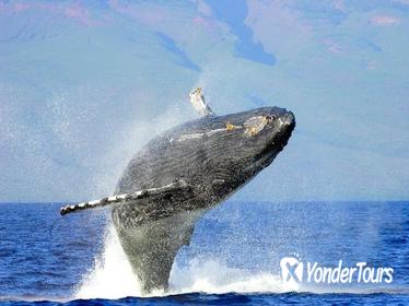 Private 2 Hour Charter -Humpback Whale Watching & Dolphin Search
