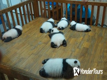 Private Chengdu Experience: Giant Pandas and the Sanxingdui Museum