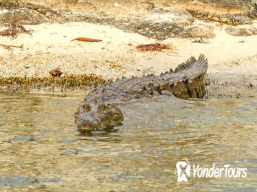 Private Crocodile Tour from the Riviera Maya