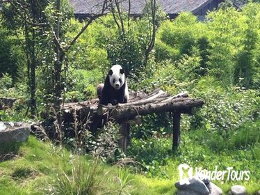Private Day Tour: Dujiangyan Panda Base and Irrigation Project