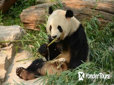 Private Day Tour: See Giant Pandas and Mutianyu Great Wall