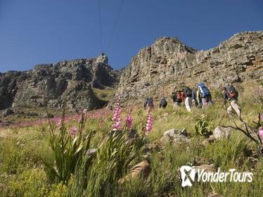 Private Hiking Tour of Table Mountain
