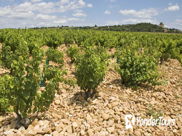 Private Rhone Valley Wine Tour from Avignon: Chateauneuf-du-Pape and Tavel