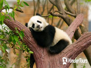 Private Tour: Be a Panda Volunteer for One Day at Dujiangyan Giant Panda Center