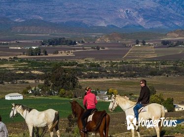 Private Tour: Cape Winelands Tour from Cape Town