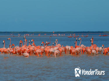 Private Tour: Ek Balam, Pink Flamingos Sanctuary and Tequila Tasting Factory from Cancun