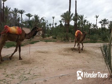 Quad Biking Adventure with Camel Ride