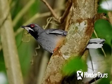 Rocklands Bird Sanctuary and Montego Bay Highlights Tour from Falmouth