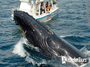 Samaná Peninsula Whale-Watching Tour from Punta Cana