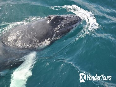 Samaná Whale Watching Excursion and Cayo Levantado Adventure from Punta Cana