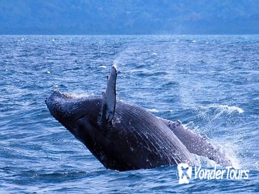 Samana Whale Watching from Punta Cana