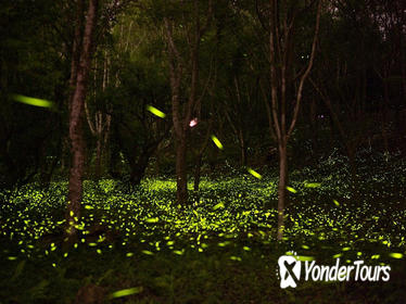 Self-Guided Tour With Private Transfer: Be Around With Fireflies And Tung Blossom