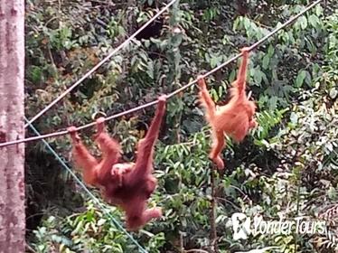 Semenggoh Orangutan Centre with Rainforest Walk from Kuching