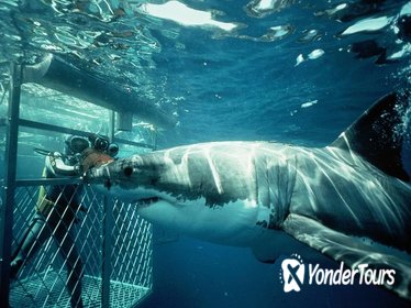 Shark Diving Private Day Tour to Gansbaai from Cape Town